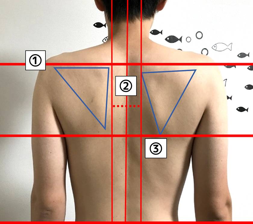 肩 甲骨 の 下 が 痛い 呼吸