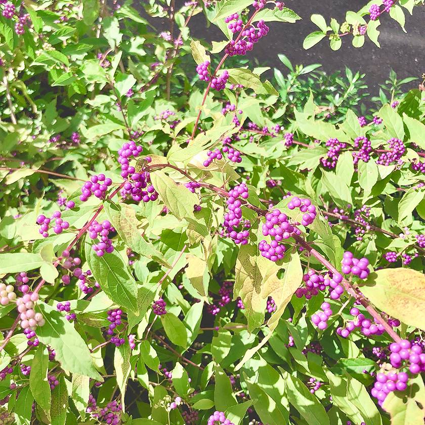 紫式部