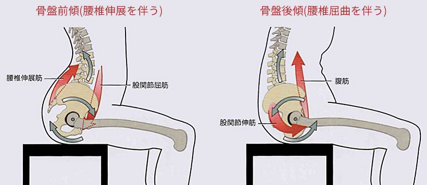 骨盤の動きの図