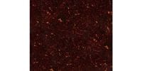 ALLPARTS / PG-0095-043 Tortoise Pickguard Blank