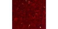 ALLPARTS / PG-0095-044 Red Tortoise Pickguard Blank