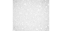 ALLPARTS / PG-0095-055 White Pearloid Pickguard Blank