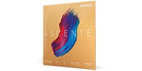 DADDARIO / A311 1/8M Ascente バイオリン弦 E線 Medium