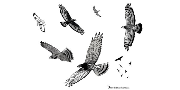 日本野鳥の会 ( ニホンヤチョウノカイ )  / オリジナル水筒　タカ柱（ネイビー）画像2