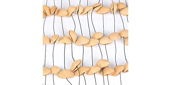 SELA CAJON ( セラカホン )  / SESDC1画像2