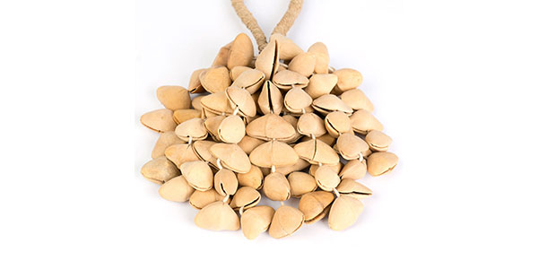 SELA CAJON ( セラカホン )  / SESDS5画像2