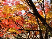 第16回成田山公園紅葉（もみじ）まつりのご紹介